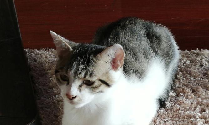 怎么让猫的性子变好？有哪些有效的方法可以尝试？