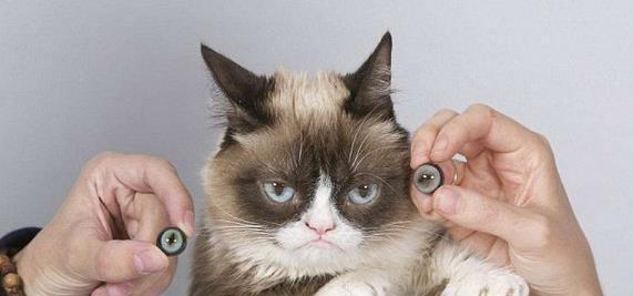怎么让猫接受新主人？有哪些有效的方法和技巧？