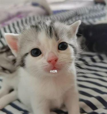 如何帮助猫咪快速适应新家环境？常见问题有哪些？