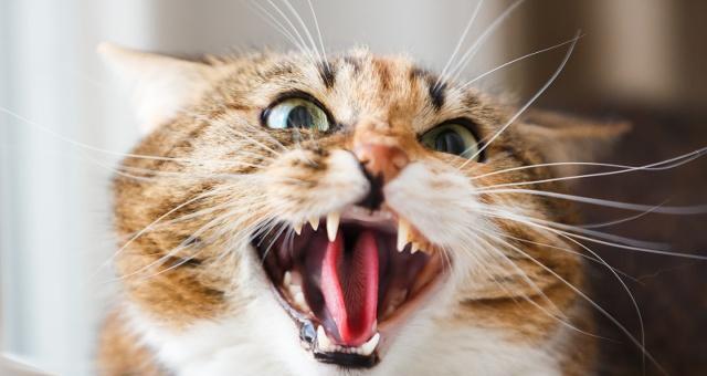 怎么让小猫不咬东西？有效训练方法和技巧是什么？