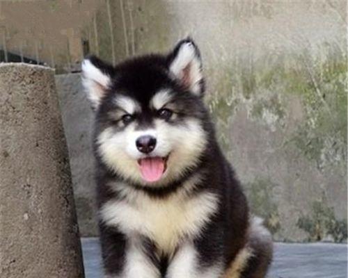 怎么挑选阿拉斯加犬？购买前需要了解哪些常见问题？