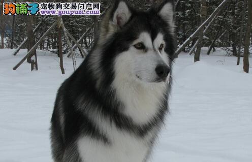 怎么挑选阿拉斯加犬？购买前需要了解哪些常见问题？