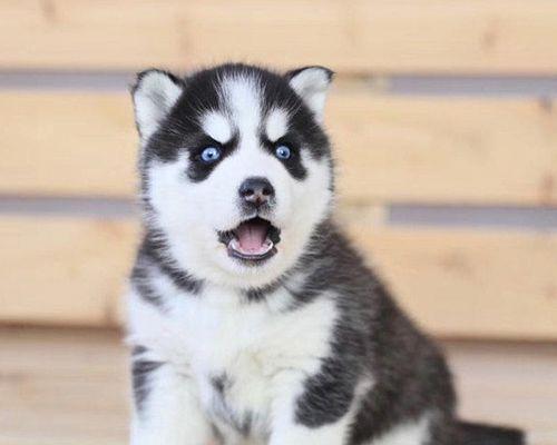 怎么挑选哈士奇幼犬？购买时应注意哪些问题？
