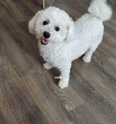 怎么训练狗狗比熊站？训练比熊站立的正确步骤是什么？
