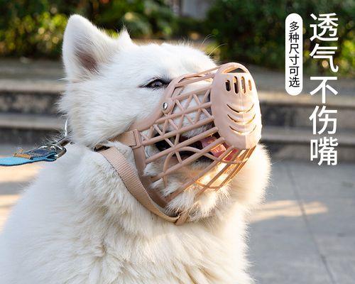 怎么训练狗狗定不动？有效方法和常见问题解答？