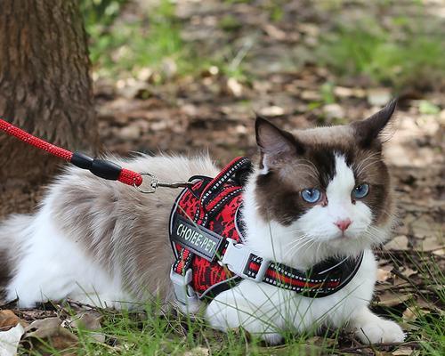 训练猫使用牵引绳的正确方法是什么？常见问题有哪些？