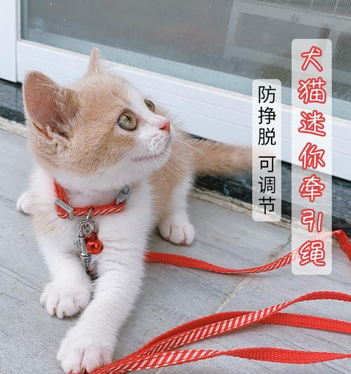 训练猫使用牵引绳的正确方法是什么？常见问题有哪些？