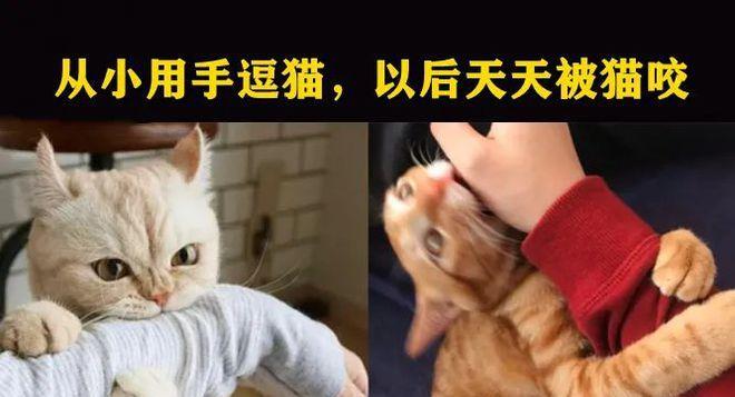 训练猫咪不咬人有什么好方法？需要多长时间才能见效？