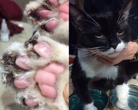 训练猫咪不咬人有什么好方法？需要多长时间才能见效？