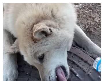 训练小狗舔私处的方法是什么？需要注意哪些常见问题？