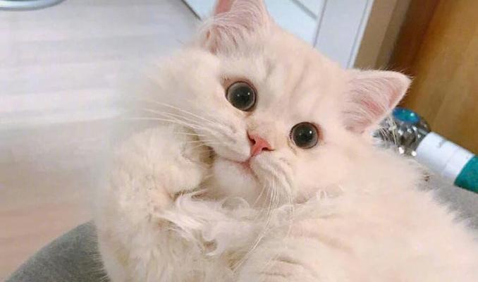 怎么样才能抓住小猫？有效的方法和技巧是什么？