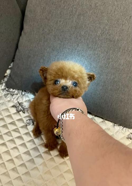狗狗飞耳怎么纠正？有效的方法有哪些？