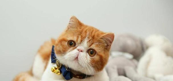 怎么样才能让小猫喜欢上你？小猫喜欢你的信号有哪些？