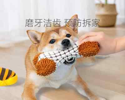 怎么样训练狗狗巡回？巡回训练的最佳方法和常见问题解答？