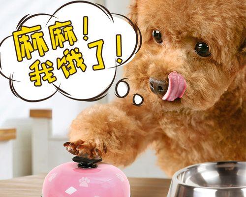 怎么样制作狗狗玩具？有哪些简单易学的方法？