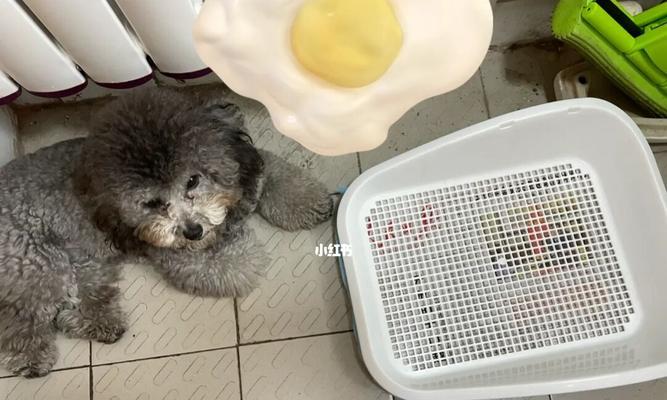 怎么证明狗狗纯不纯？狗狗血统证明的步骤和方法是什么？