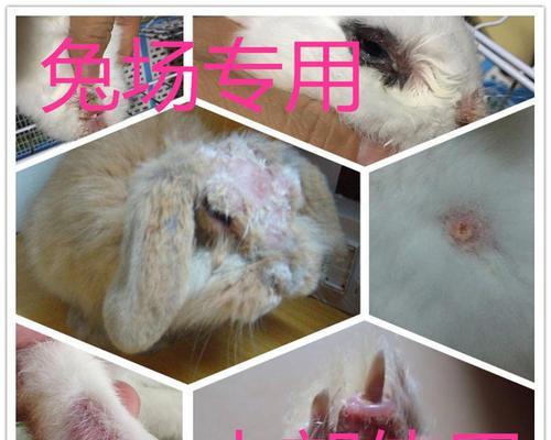 猫咪身上长癣怎么办？有效治疗方法有哪些？