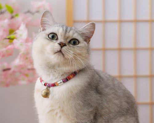 怎样辨别小猫的年龄？通过观察哪些特征来判断？