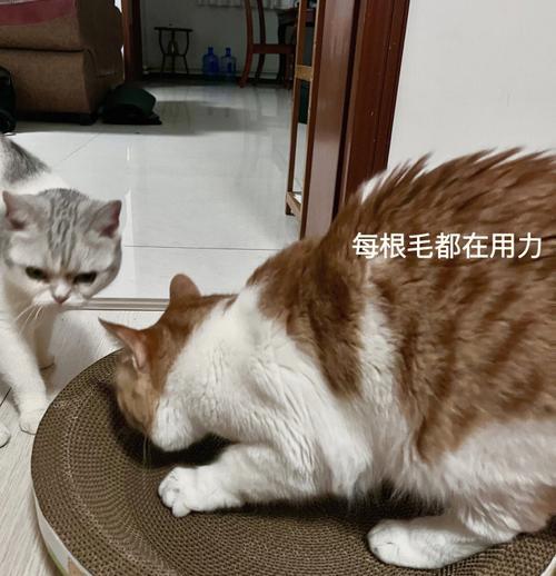 怎样教猫咪使用猫抓板？有哪些有效的方法？