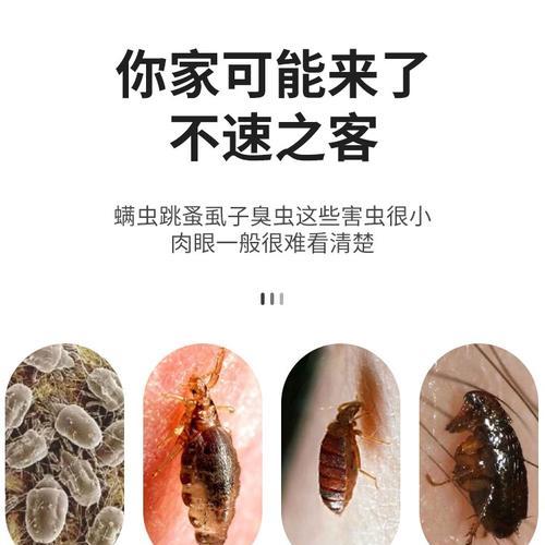 狗狗体外有虫怎么检查？有哪些常见症状和防治方法？