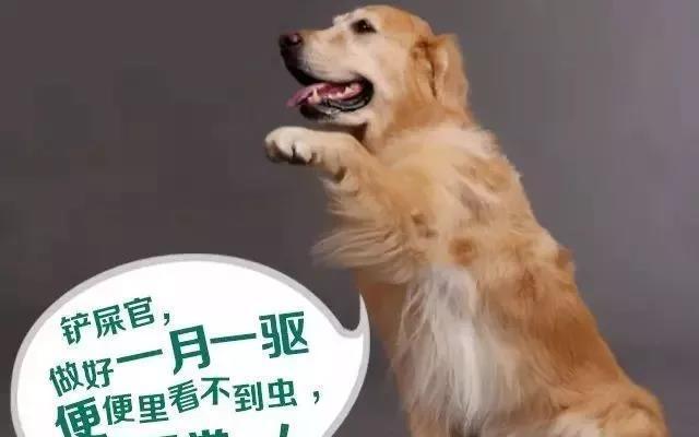 狗狗体外有虫怎么检查？有哪些常见症状和防治方法？