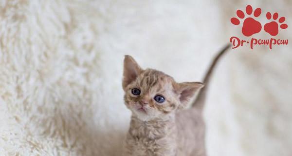 猫咪定时排便的方法是什么？如何训练猫咪按时上厕所？