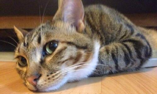 猫咪定时排便的方法是什么？如何训练猫咪按时上厕所？