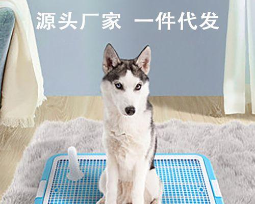 怎样训练狗狗吐东西？训练狗狗吐东西的正确方法是什么？