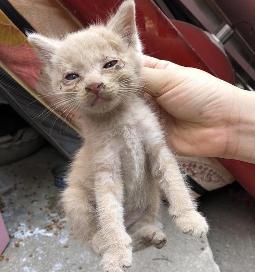 折耳跟英短生的小猫有什么特点？如何照顾新生小猫？
