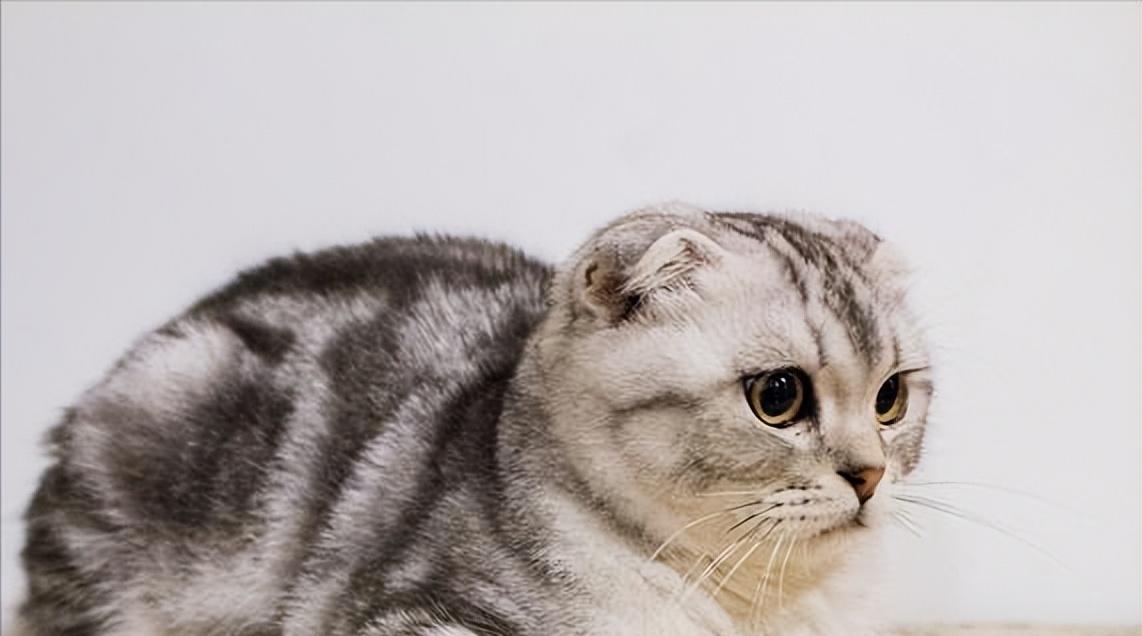 折耳猫适合什么人养？养折耳猫需要注意哪些事项？
