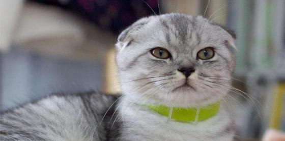 折耳猫饲养中常遇到哪些问题？如何正确照顾折耳猫？