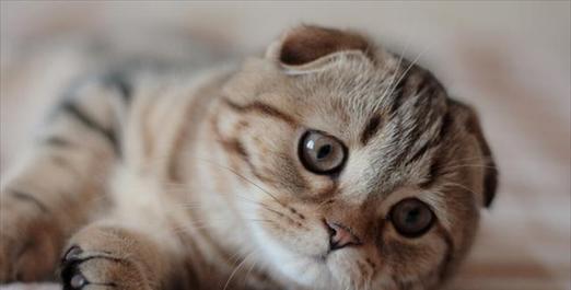 折耳猫饲养中常遇到哪些问题？如何正确照顾折耳猫？