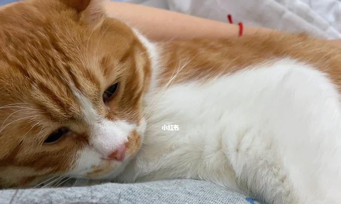 猫咪每天需要睡多久才算正常？睡眠时间不足会有哪些影响？
