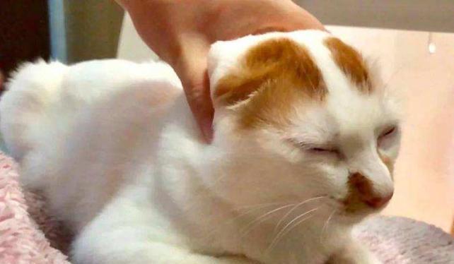 猫咪每天需要睡多久才算正常？睡眠时间不足会有哪些影响？