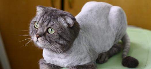 自己怎么给猫咪剃毛？剃毛过程中需要注意哪些问题？
