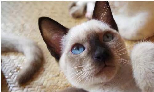 暹罗猫适合和哪些品种的猫一起养？养两只猫需要注意什么？