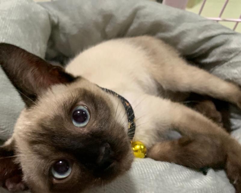 暹罗猫适合和哪些品种的猫一起养？养两只猫需要注意什么？