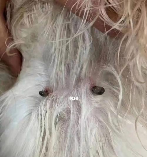 蜱虫会让狗狗生病吗？如何预防和治疗？