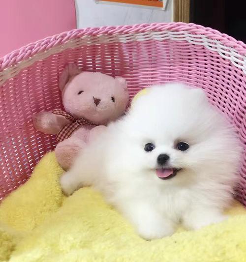 4个月小狗出现性动作是怎么回事？如何正确引导？