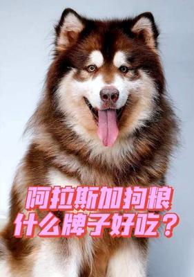 阿拉斯加狗粮喂不起怎么办？如何选择经济实惠的宠物食品？