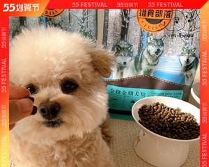 比熊幼犬狗粮的配方是什么？如何选择适合的狗粮？
