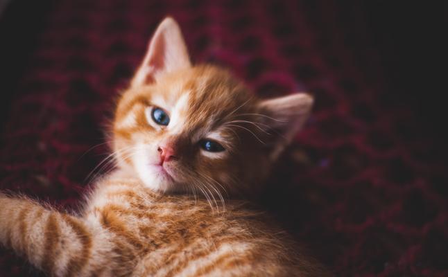 刚出生的小猫呼吸困难怎么办？常见原因及应对措施是什么？