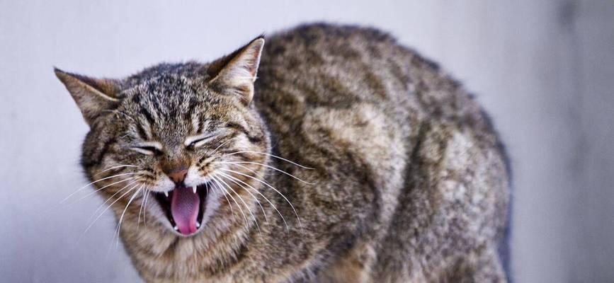 刚出生的小猫呼吸困难怎么办？常见原因及应对措施是什么？