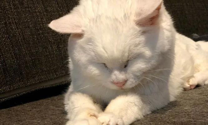 带小猫回家导致老猫生气怎么办？如何安抚老猫的情绪？