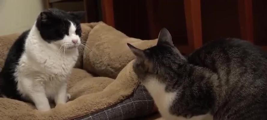 带小猫回家导致老猫生气怎么办？如何安抚老猫的情绪？