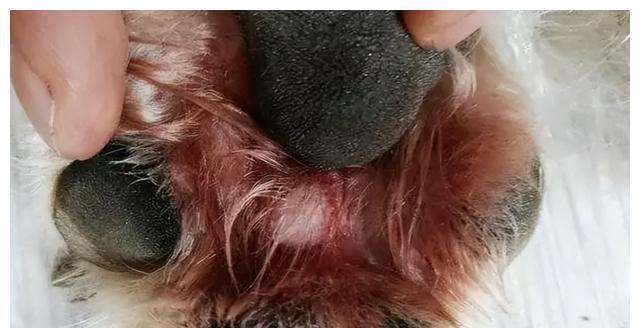 碘伏流进狗狗眼睛怎么办？如何正确处理？