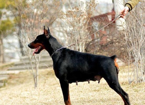 杜宾犬纯种怎么辨别？如何判断杜宾犬的血统纯正性？