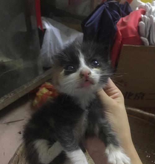 刚满月的小猫能自己在家待多久？安全措施有哪些？
