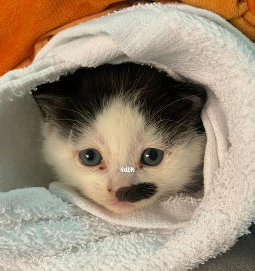 刚满月的小猫能自己在家待多久？安全措施有哪些？