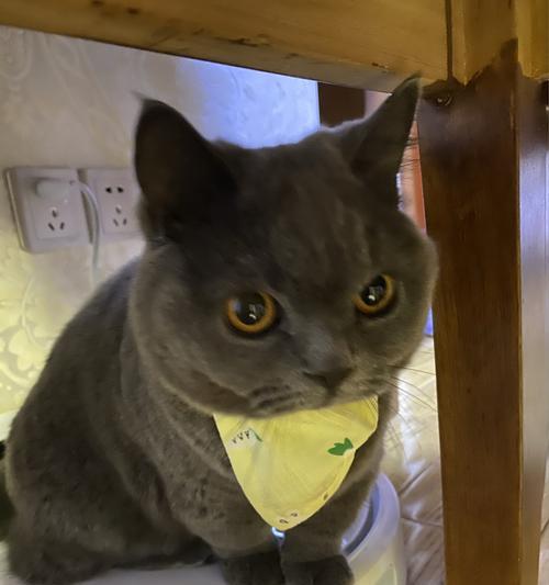 给猫咪吃煮熟的牛肉有什么好处？需要注意哪些问题？